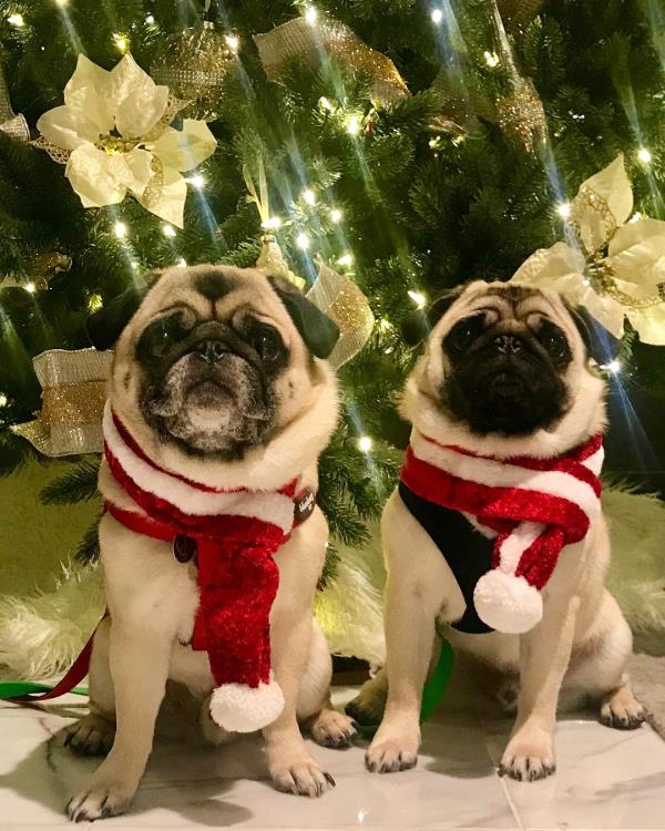 /images/uploads/pug nation rescue of los angeles/pugnation2021/entries/15318thumb.jpg